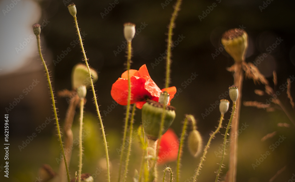 Obraz premium Mohnblumen