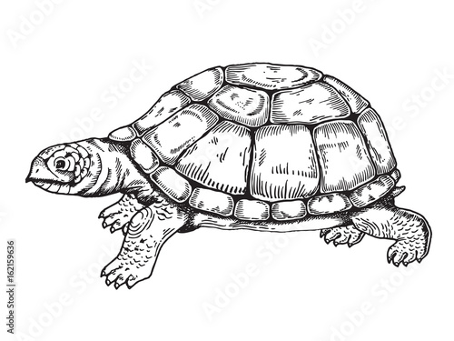 Turtle engraving style vector