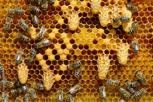 Waxen cottages for growing of chapter of bee family. TThe birth of a new queen of bees.