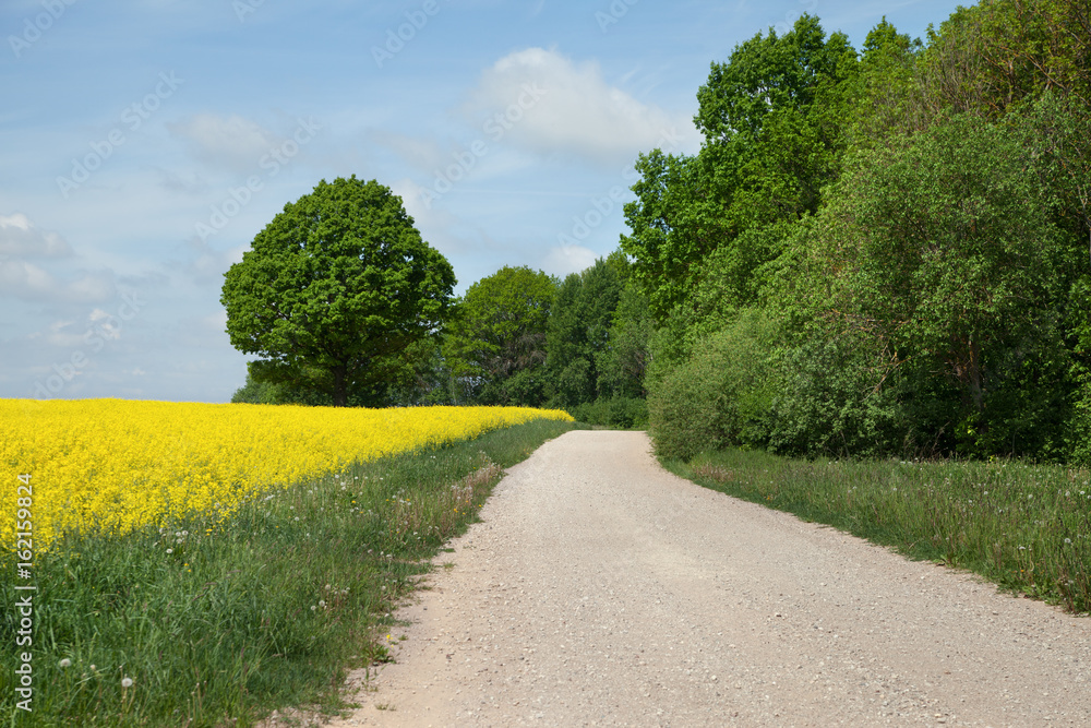 Natural gravel road. Natural gravel road.
