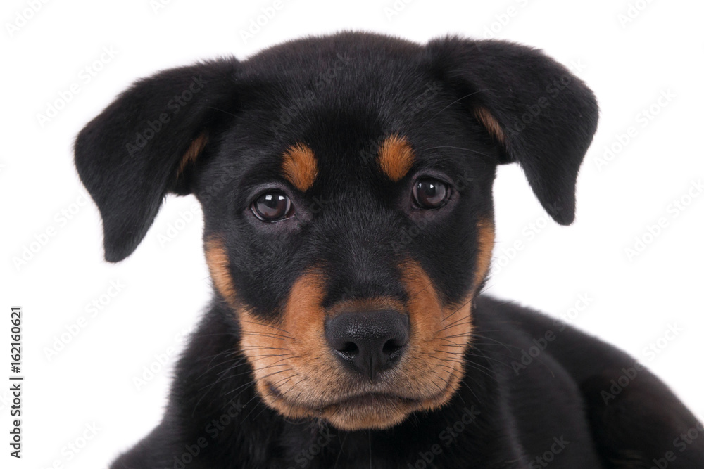 Portrait of a crossbreed Rottweiler puppy on white