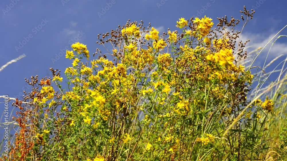 Johanniskraut, Hypericum perforatum, Heilpflanze mit Blüte Johanniskraut, Hypericum perforatum, Heilpflanze mit Blüte