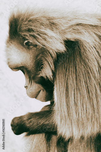 A male Gelada is concentrated. photo