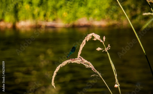 Libelle auf Grashalm am Fluss