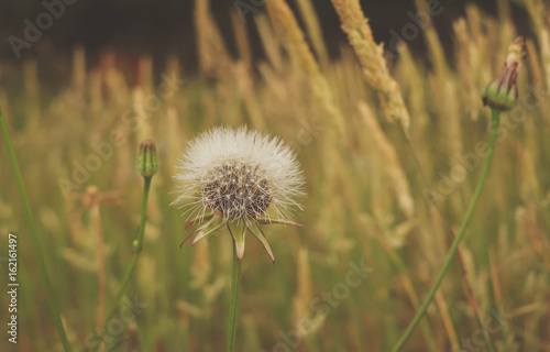 Fototapeta Naklejka Na Ścianę i Meble -  Dandelion on the meadow 