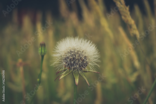 Fototapeta Naklejka Na Ścianę i Meble -  Dandelion on the meadow 