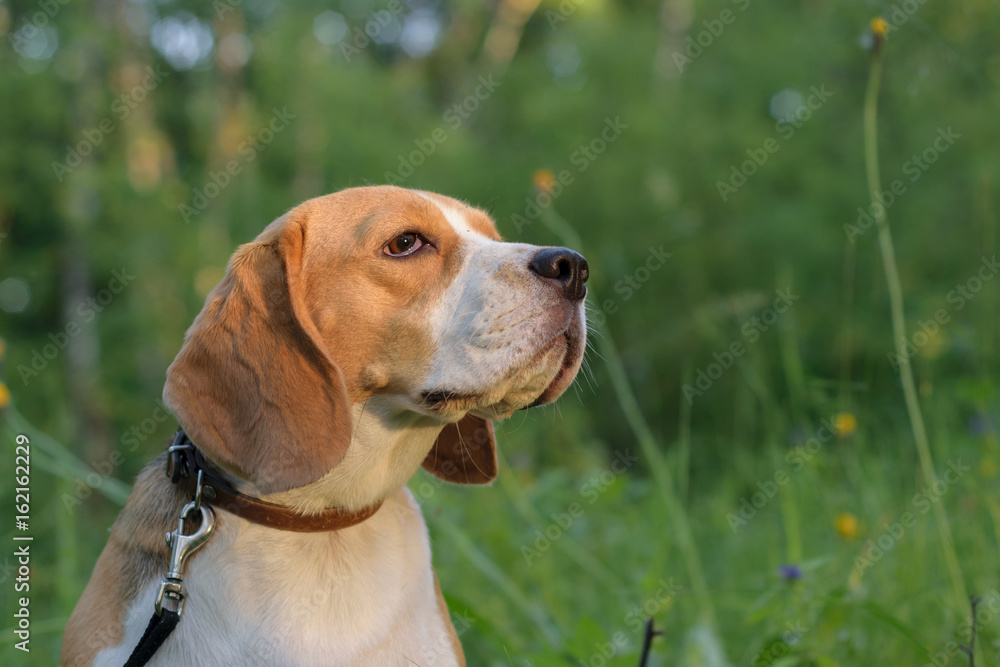 Portrait of a Beagle in a summer forest