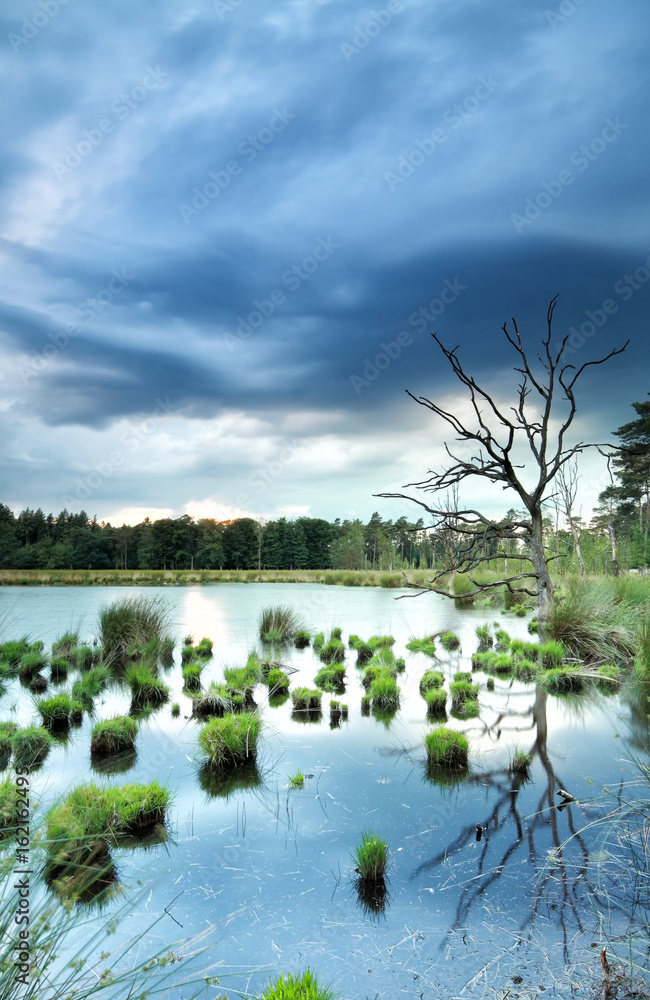 Fototapeta premium stormy weather over wild swamp