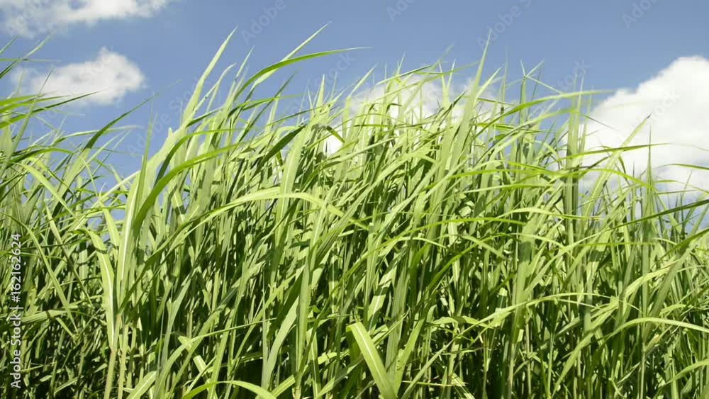 Chinaschilf im Sommer Chinaschilf im Sommer