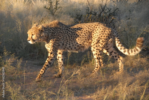 cheetah