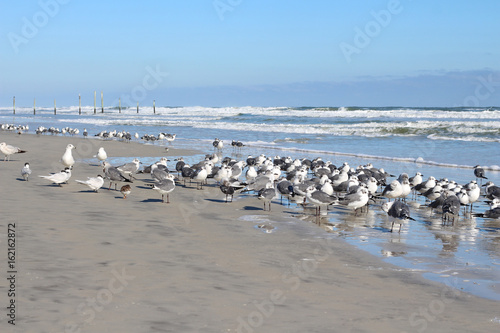 Seagulls at the sea in Daytona beach, USA