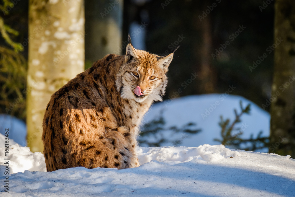 linx winter linx winter