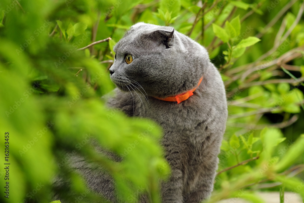 Obraz premium beautiful portrait of a Scottish fold cat