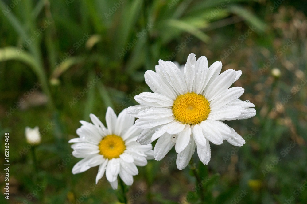 Daisy flower in the rain. Slovakia Daisy flower in the rain. Slovakia