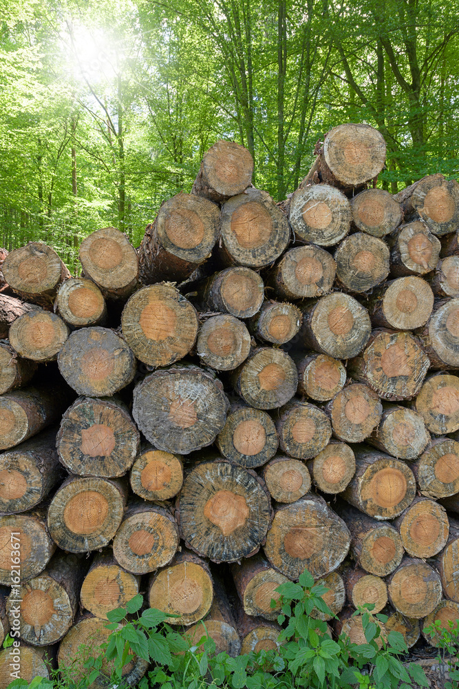 gefällte Baumstämme gestapelt im Wald