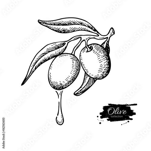 Olive branch with a drop of olive oil vector illustration. Hand drawn plant in vintage style.