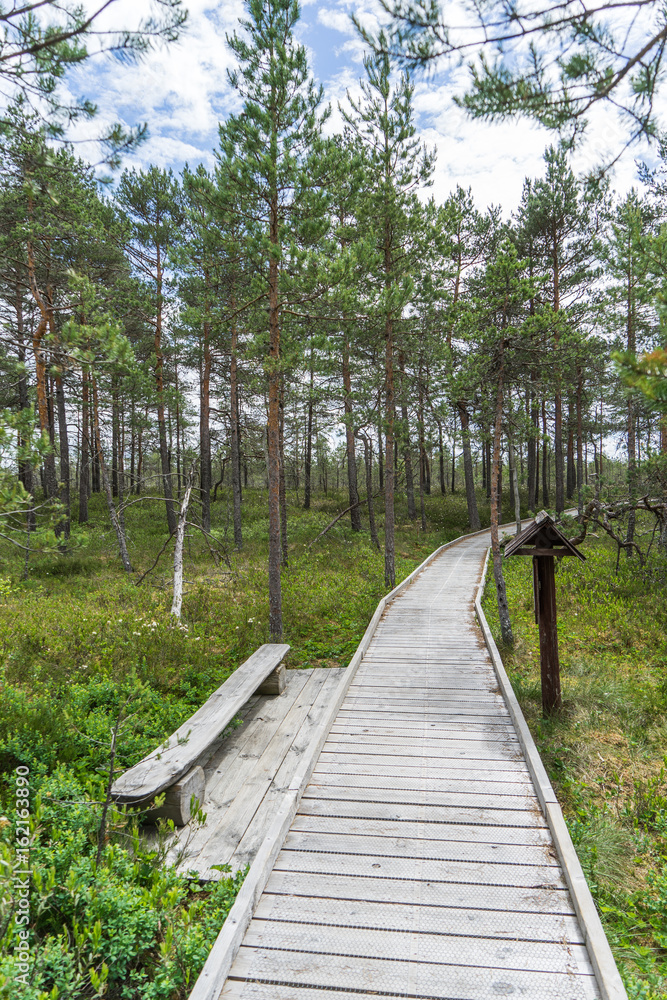 Wide wooden walkway on Riisa bog in Estonia going to the a small coniferous forest of pines in summer sunny day with blue sky and big clouds Wide wooden walkway on Riisa bog in Estonia going to the a small coniferous forest of pines in summer sunny day with blue sky and big clouds