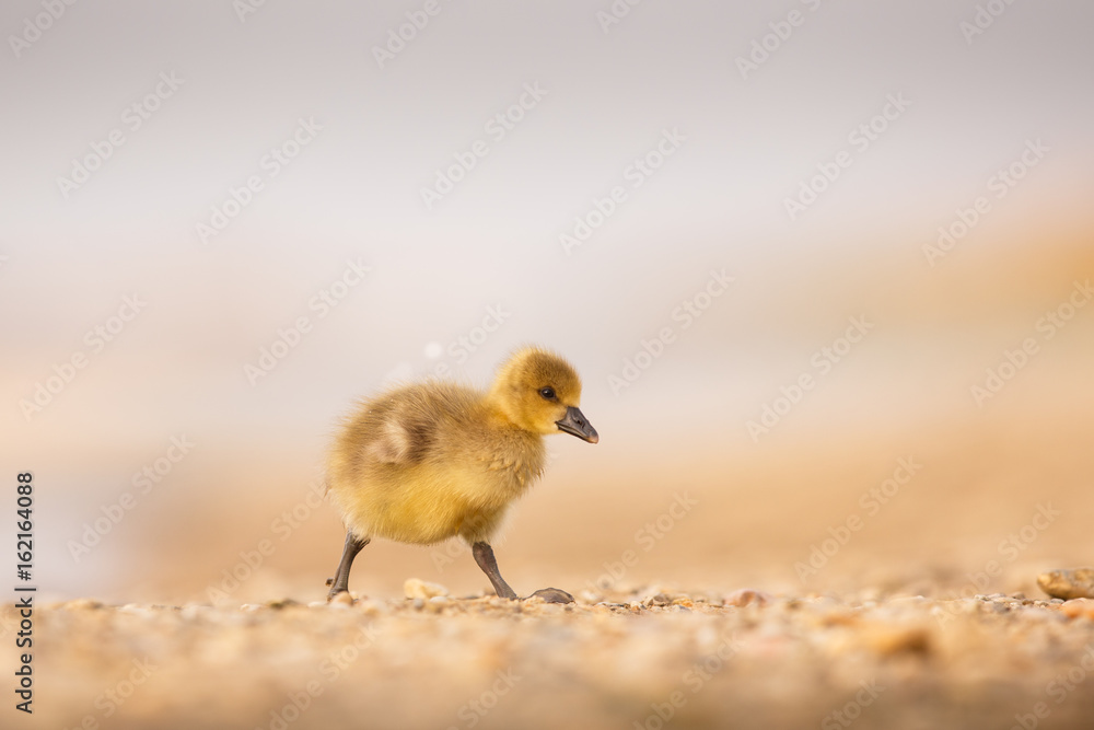 young goose (Anser anser) young goose (Anser anser)