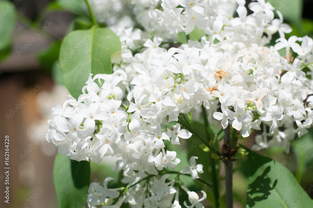 White Flowers White Flowers