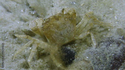 Grapsoid crab (Brachynotus sexdentatus) sits on a sandy bottom, and then leaves a frame, banished by a hermit crab.
 photo