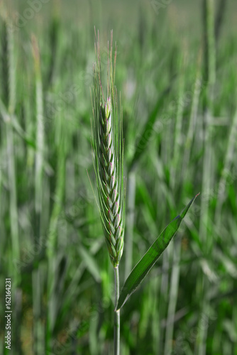 Growing wheat on a field.
