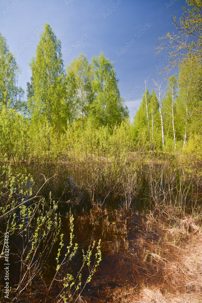 Spring in the forest. Spring in the forest.