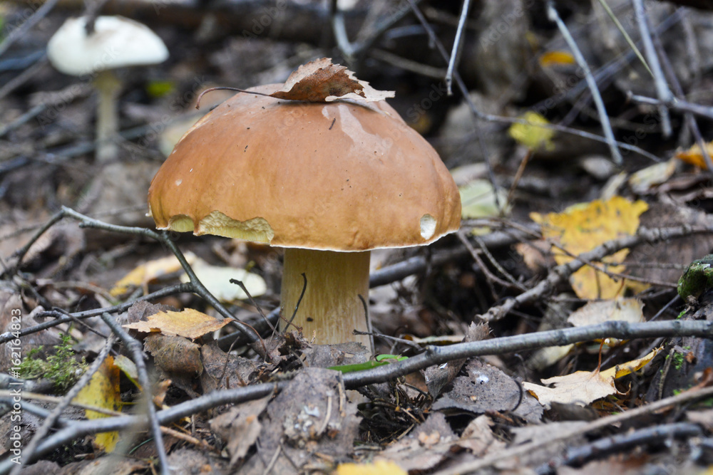 White fungus under the trees. White fungus under the trees.