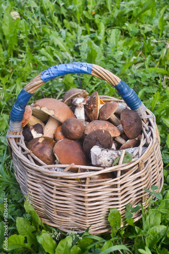 Full basket of mushrooms. The result of the successful collection of edible mushrooms in autumn forest.