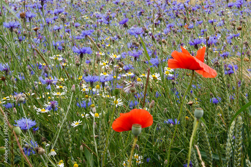 Mohnblumen mit Kornblumen und Kamille
