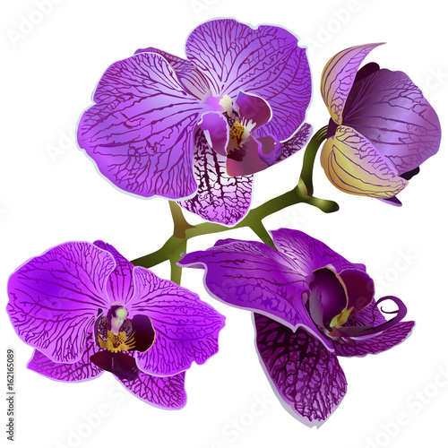 orchid