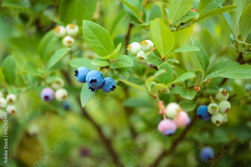 Blueberries on a bush in the garden. Different degrees of ripening berries.