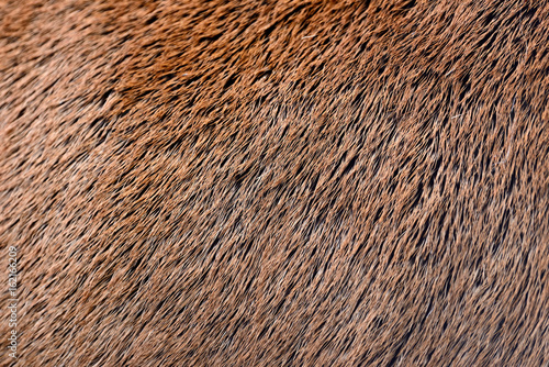 Deer abstract background fur