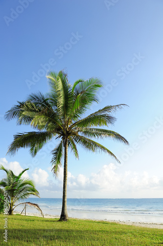 Palm trees at the beach © byrdyak