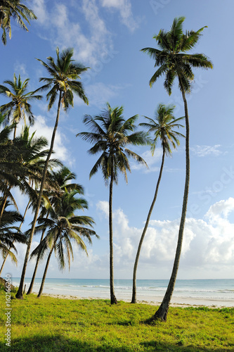 Fototapeta Naklejka Na Ścianę i Meble -  Palm trees at the beach