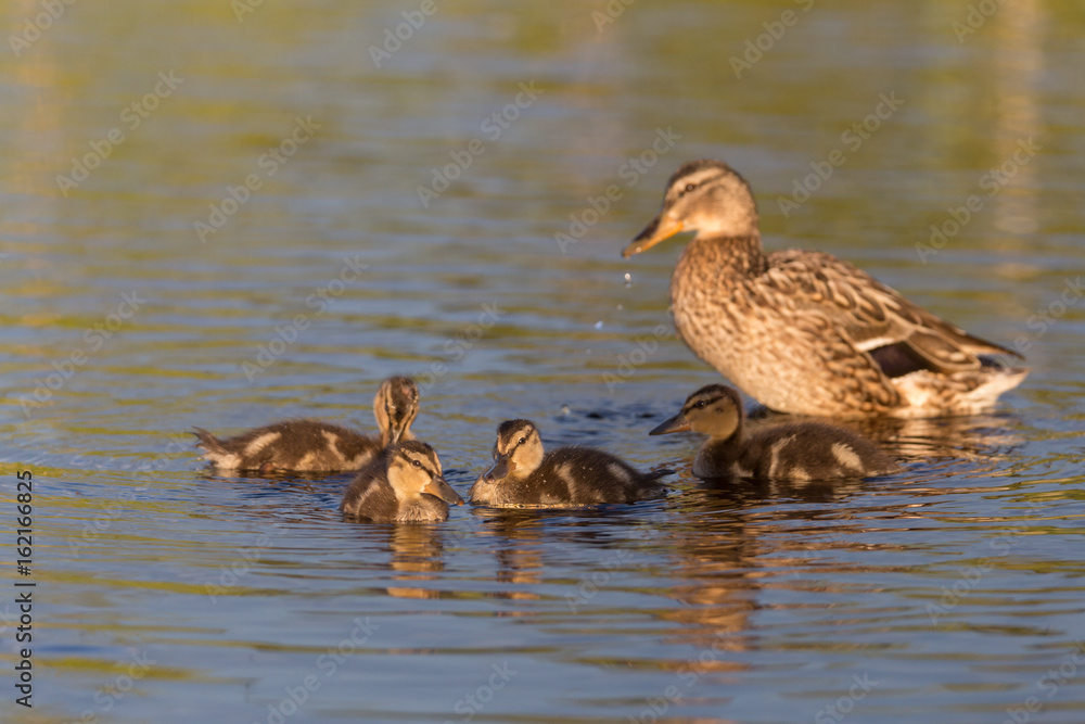 Ducklings on the lake Ducklings on the lake