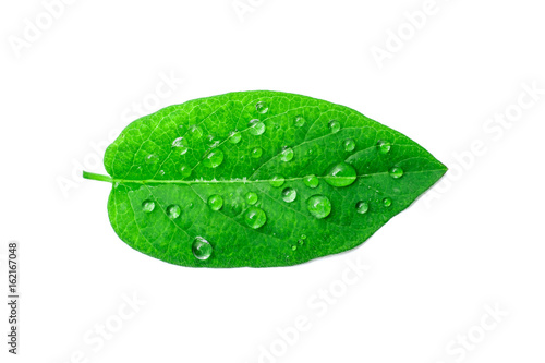 green leaf with drops of water. nature background