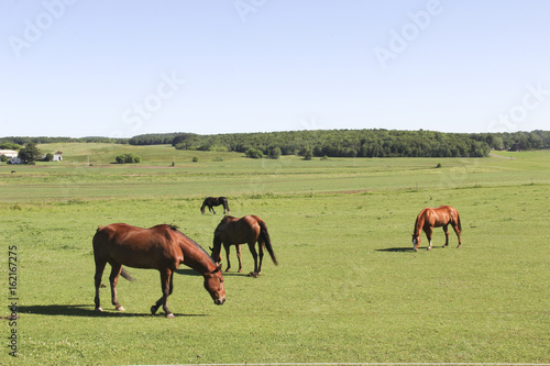 Horses on a green grass meadow