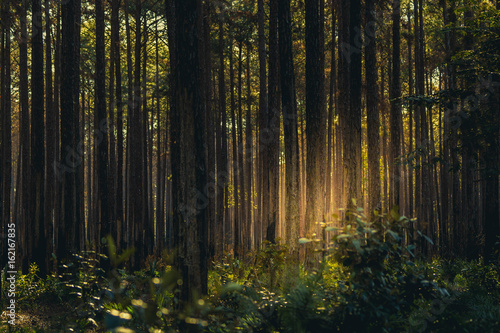 Forest at dusk