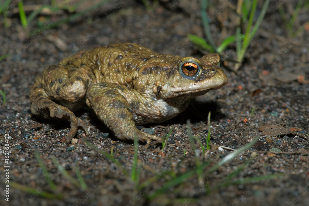 Common Toad (Bufo bufo)/Toad migrating to breeding pond Common Toad (Bufo bufo)/Toad migrating to breeding pond