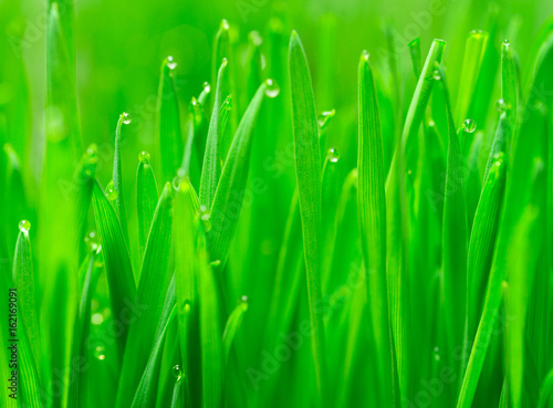 Microgreens Growing Panoramic Dew on Wheatgrass Blades