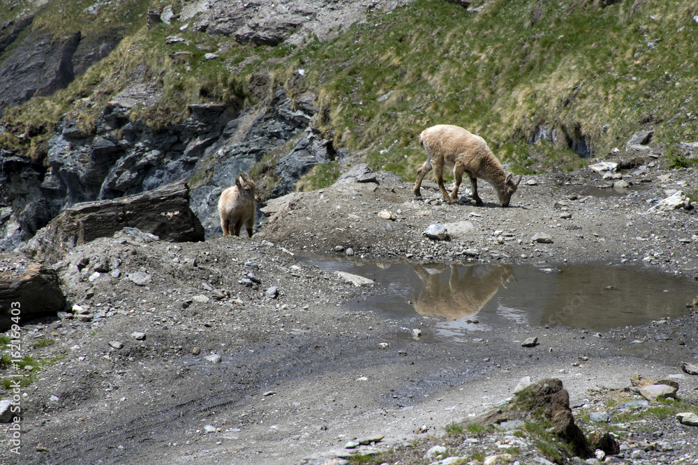 I camosci si vanno ad abbeverare nel laghetto in alta montagna I camosci si vanno ad abbeverare nel laghetto in alta montagna