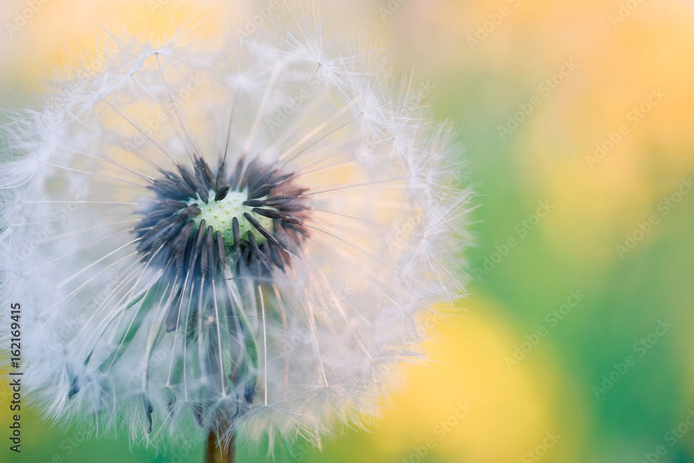 close up of Dandelion, spring abstract color background
