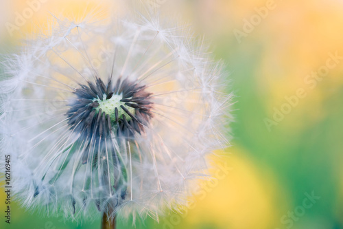 close up of Dandelion  spring abstract color background