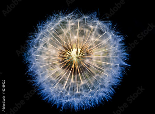 close up of Dandelion  spring abstract color background