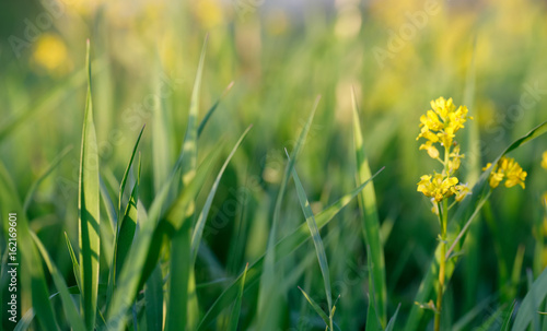 Fototapeta Naklejka Na Ścianę i Meble -  spring background with grass on meadow