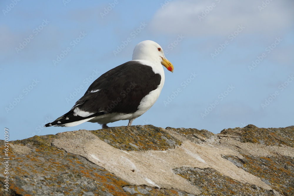 Black Winged Seagull Sitting on a Wall Black Winged Seagull Sitting on a Wall