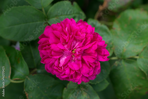 Old fashioned fragrant garden rose 'Rose de Rescht' © srekap