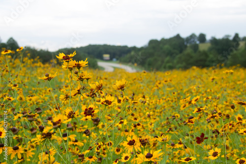 Highway Flowers © Shawn
