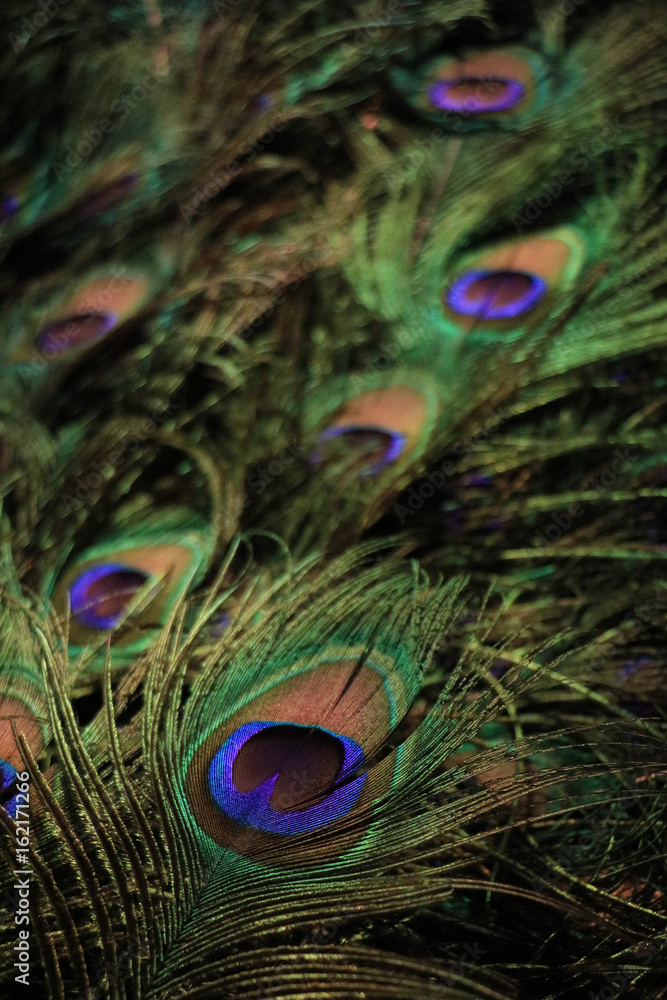 Naklejka premium Peacock feathers