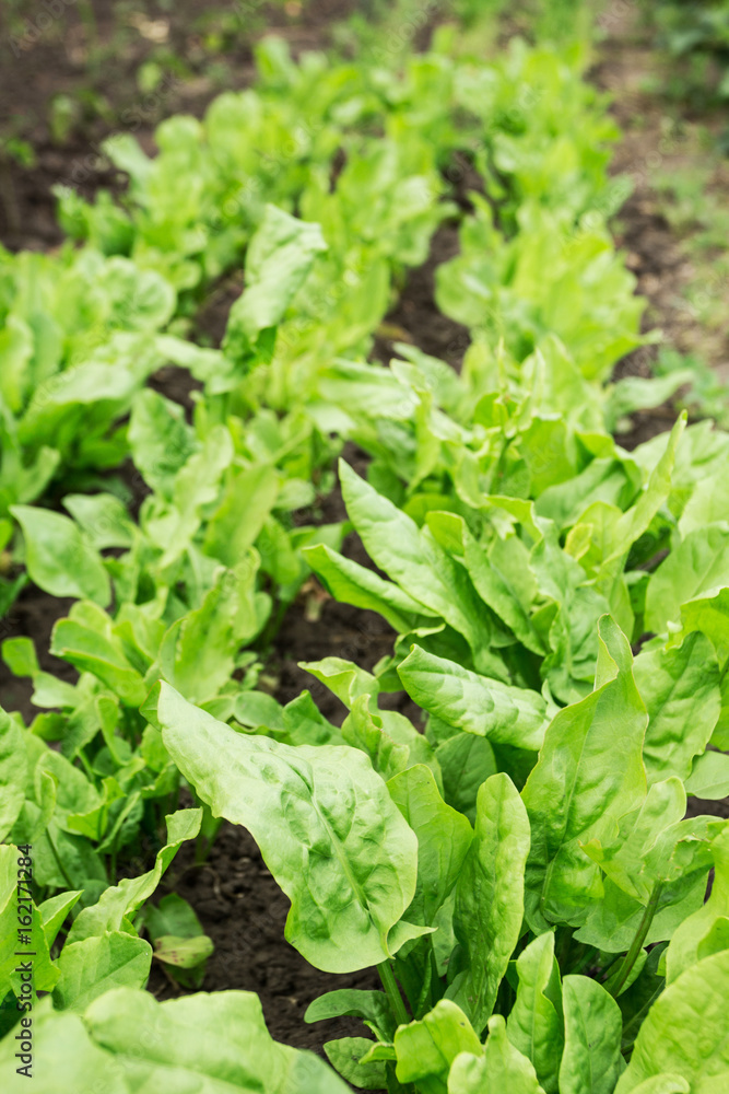 Bed of organic sorrel. Bed of organic sorrel.